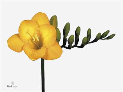Fr En Yellow