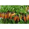 Fritillaria Im Aurora