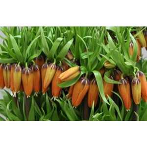 Fritillaria Im Aurora