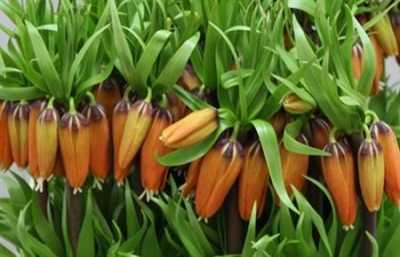 Fritillaria Im Aurora
