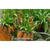 Fritillaria Im Garlant Star