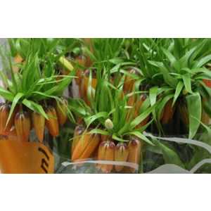 Fritillaria Im Garlant Star