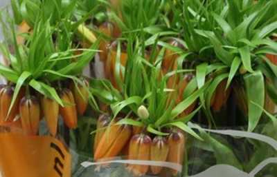 Fritillaria Im Garlant Star