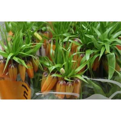 Fritillaria Im Garlant Star