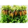 Fritillaria Im Orange Beauty