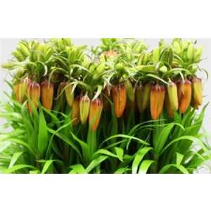 Fritillaria Im Orange Beauty