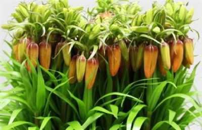 Fritillaria Im Orange Beauty