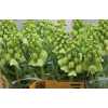 Fritillaria Im Pers Ivory Bell