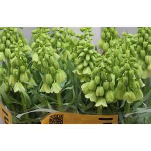 Fritillaria Im Pers Ivory Bell