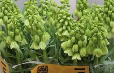 Fritillaria Im Pers Ivory Bell