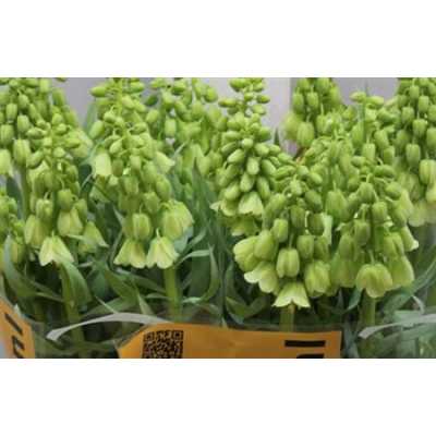 Fritillaria Im Pers Ivory Bell