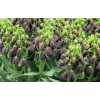 Fritillaria Im Persica