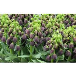 Fritillaria Im Persica