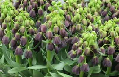 Fritillaria Im Persica