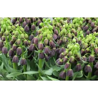 Fritillaria Im Persica