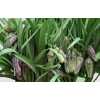 Fritillaria Meleagris