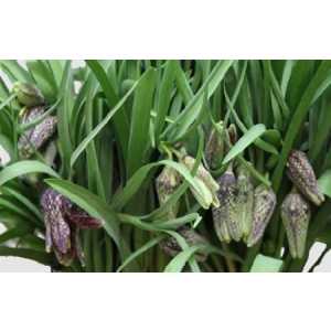 Fritillaria Meleagris