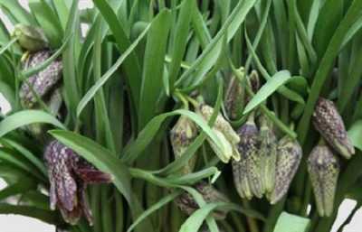 Fritillaria Meleagris