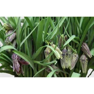 Fritillaria Meleagris