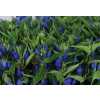 Gentiana Blue