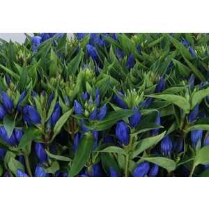 Gentiana Blue