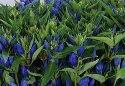 Gentiana Blue