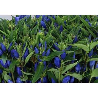 Gentiana Blue