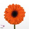 Gerb Dutch Pride