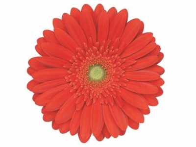Gerb Red Explosion