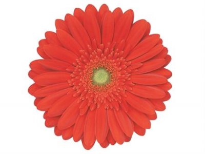 Gerb Red Explosion