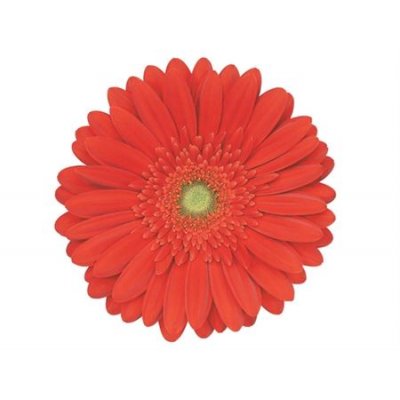 Gerb Red Explosion