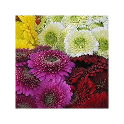 Gerbera