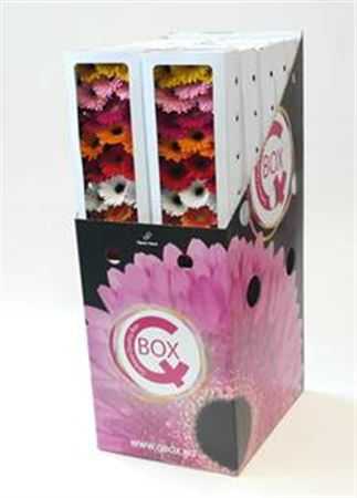Gerbera Aqua Mini Mixed X240