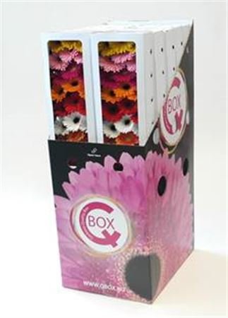 Gerbera Aqua Mini Mixed X240