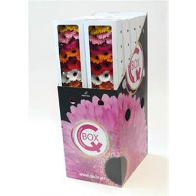 Gerbera Aqua Mini Mixed X240