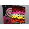 Gerbera Aqua Mixed X125