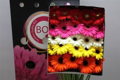 Gerbera Aqua Mixed X125