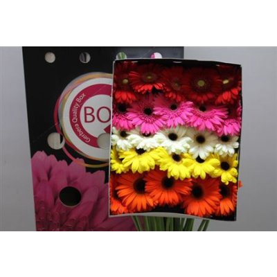 Gerbera Aqua Mixed X125