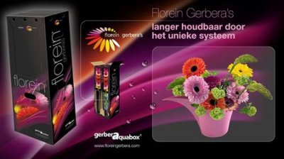 Gerbera Aqua Mixed X96