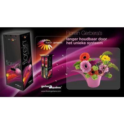 Gerbera Aqua Mixed X96