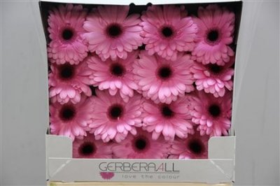 Gerbera Gr Diamond Abraxas
