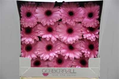 Gerbera Gr Diamond Abraxas