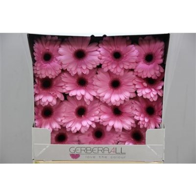 Gerbera Gr Diamond Abraxas