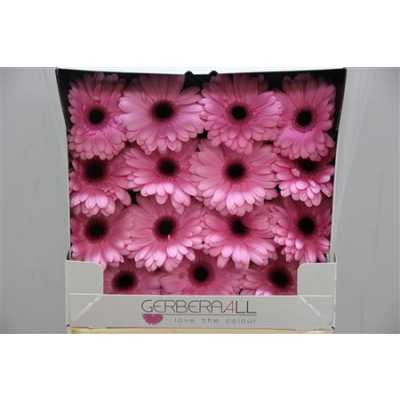 Gerbera Gr Diamond Abraxas