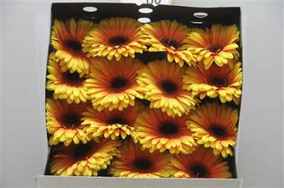Gerbera Gr Diamond Acapulco