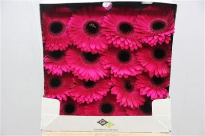 Gerbera Gr Diamond Aladin