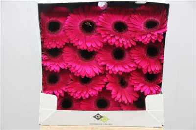 Gerbera Gr Diamond Aladin