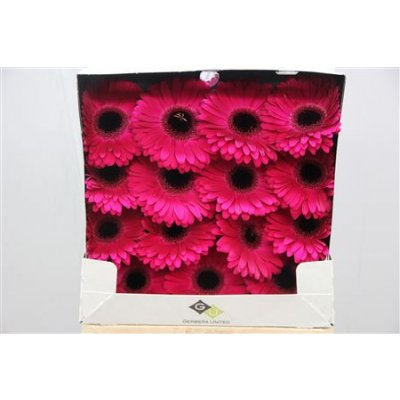 Gerbera Gr Diamond Aladin