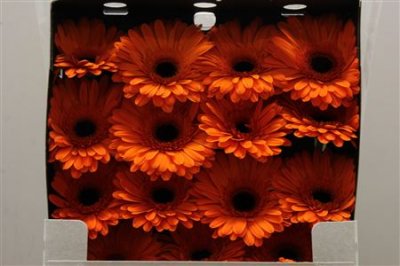 Gerbera Gr Diamond Alex