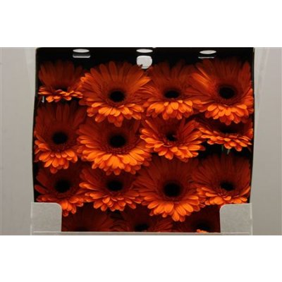 Gerbera Gr Diamond Alex